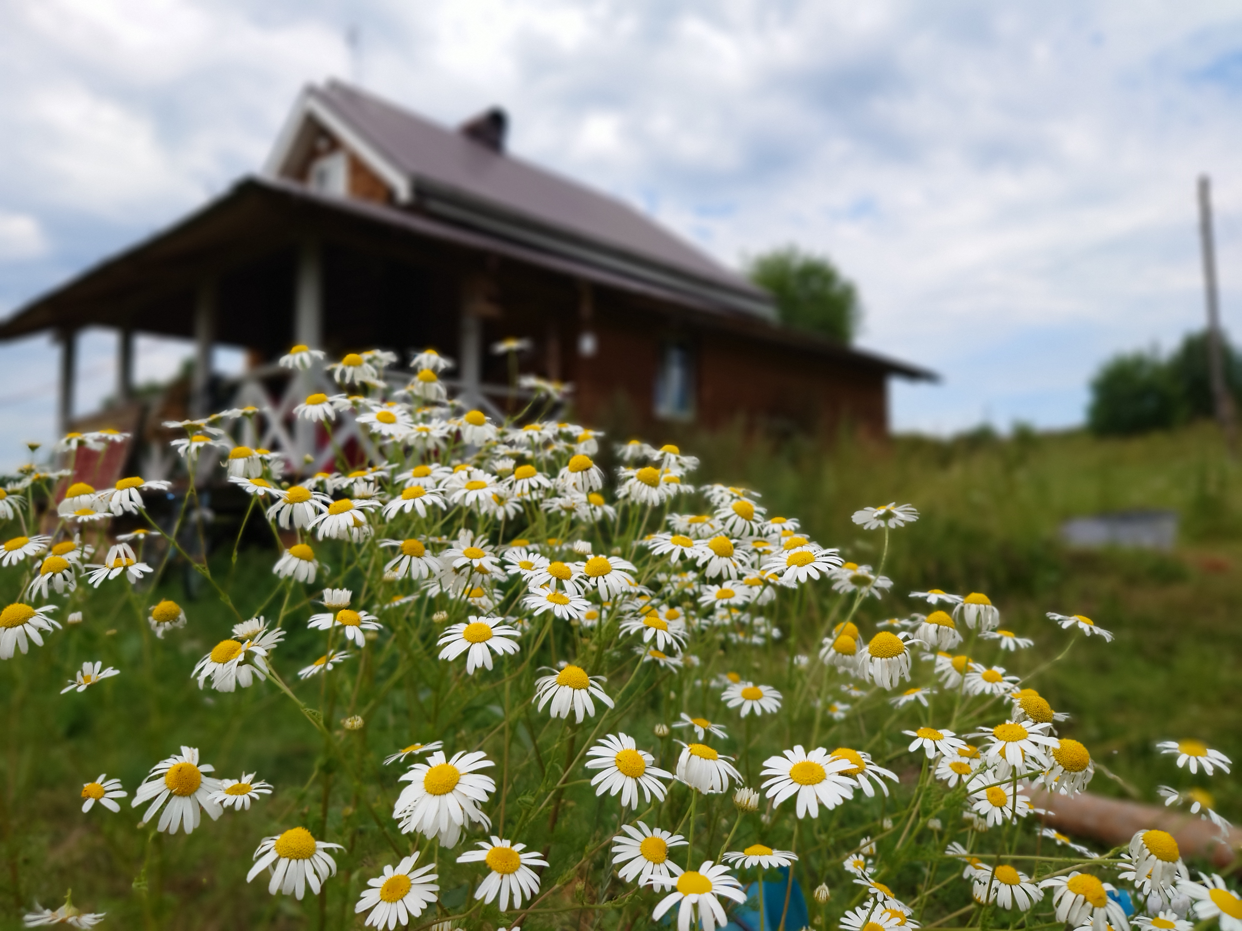 Лесная дорога